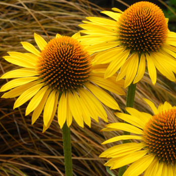 Echinacea ´Maui Sunshine´