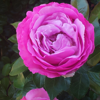 Miniature #8 slider - Rosier Alexandra David-Neel®