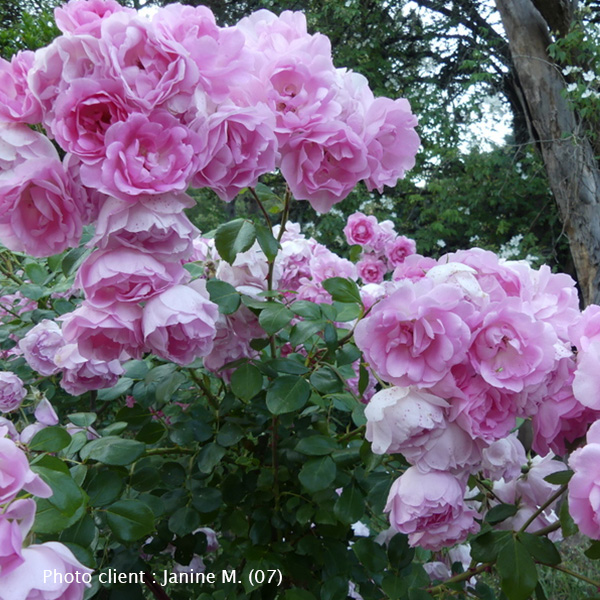 Rosier Centenaire de Lourdes® Rose