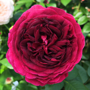 Rosier Velours de Nuit®