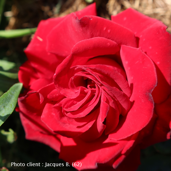 Bulbes tulipes de qualité : achat bulbes de tulipes pour votre jardin -  Georges Delbard