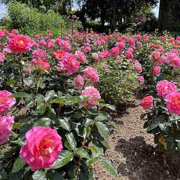 Rosier Pink Paradise®
