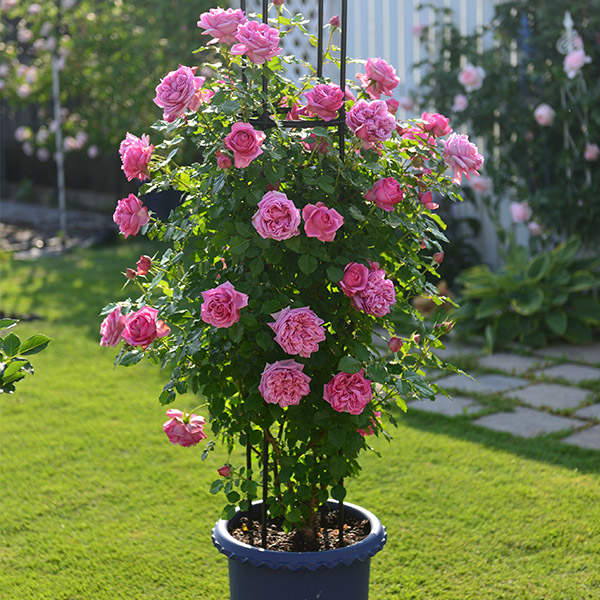 Flacon pulvérisateur plantes - Nos accessoires pour vos bouquets de fleurs  et plantes vertes