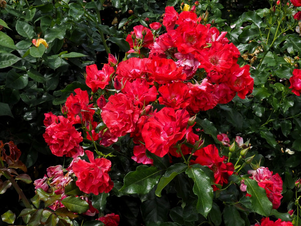 Rosier La reine de la nuit®