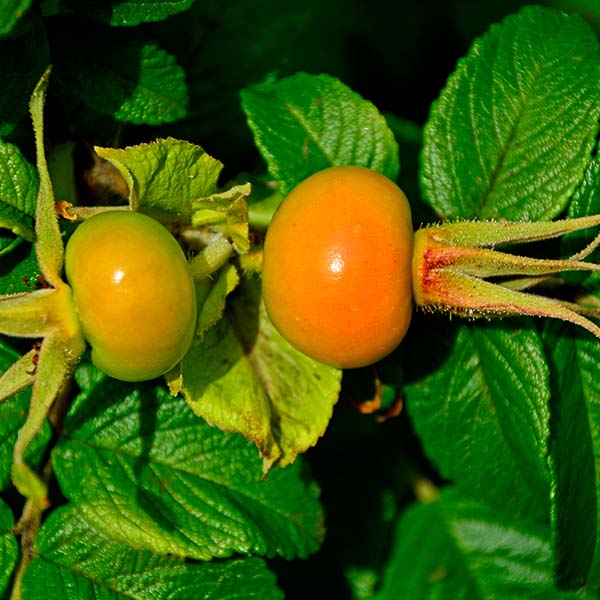 Rosa rugosa Exception Rotes Meer