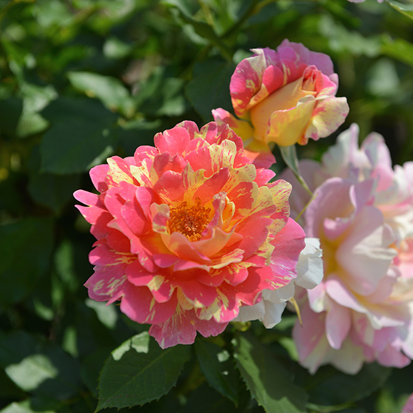 Rosier Rose des Cisterciens®