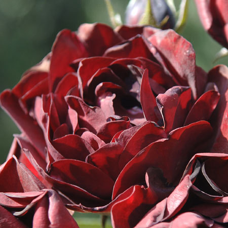 Rosier Malicorne®