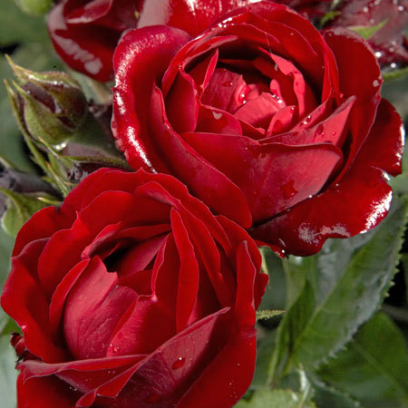 Rosier Malicorne®