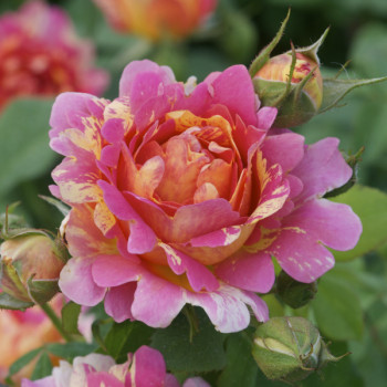 Rosier Rose des Cisterciens® Le rosier Tige