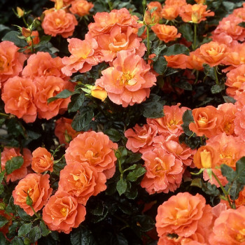 Rosier Tobago®