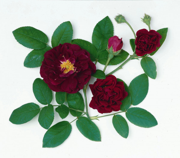 Rosier Tuscany Superb