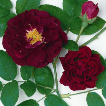 Rosier Tuscany Superb