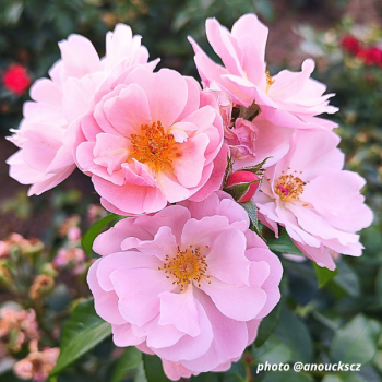 Miniature #11 slider - Rosier Utopia®
