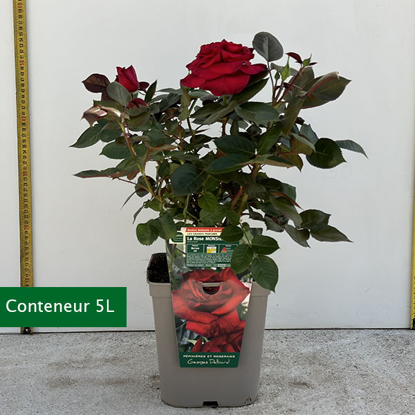 Rosier La Rose Monsieur®