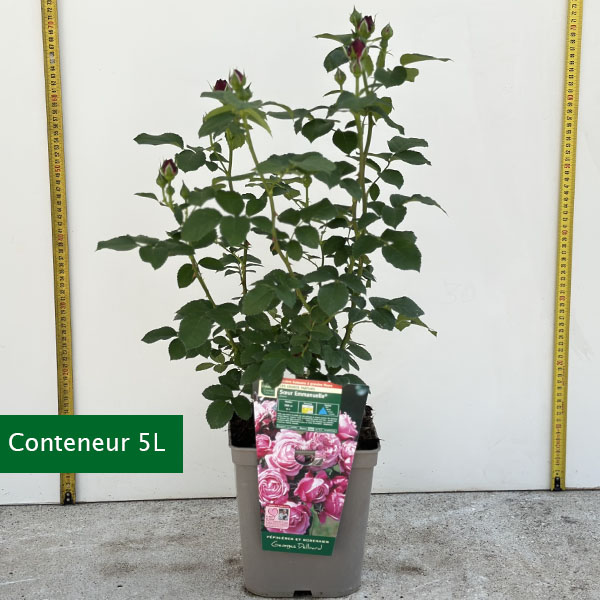 Rosier Soeur Emmanuelle® - Image 8