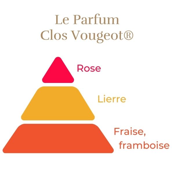 Rosier Rose Clos Vougeot®