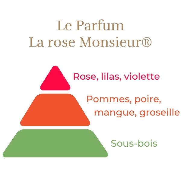 Rosier La Rose Monsieur® - Image 4
