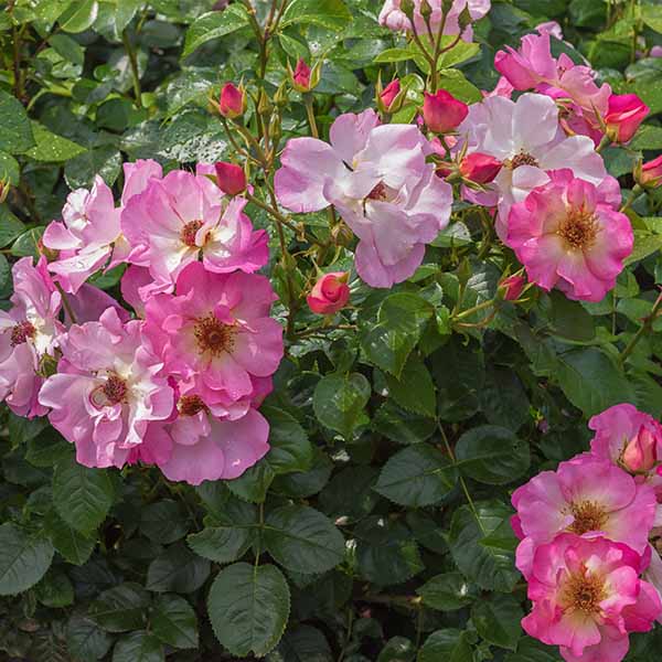 Rosier Tourmaline® - Image 4