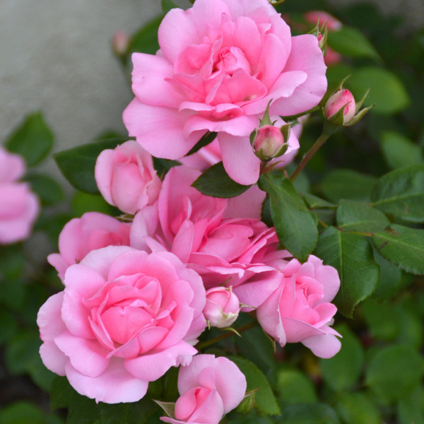 Rosier Centenaire de Lourdes® Rose Le rosier tige