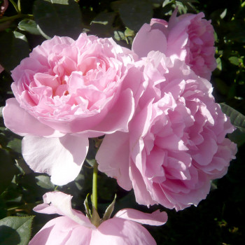 Rosier L´autre rose®