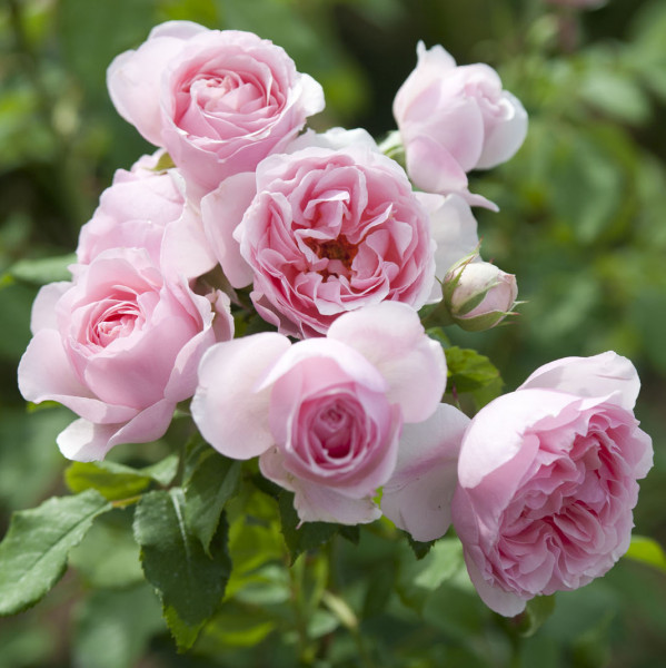 Rosier L´autre rose®