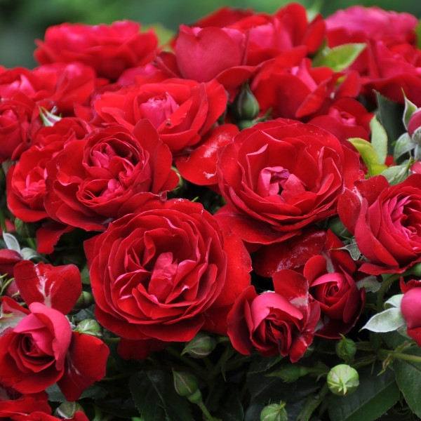 Rosier Coeurs de Vendée® Le rosier tige