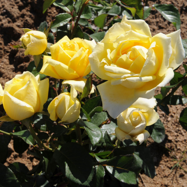 Rosier Epidor®