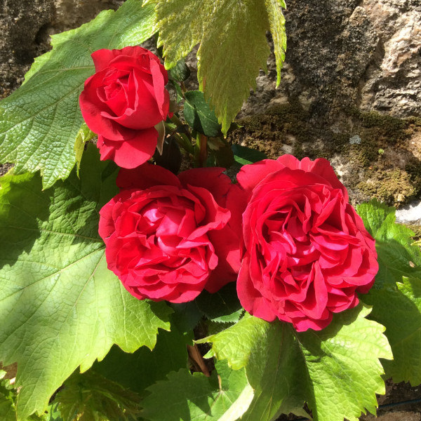 Rosier Rose Clos Vougeot®