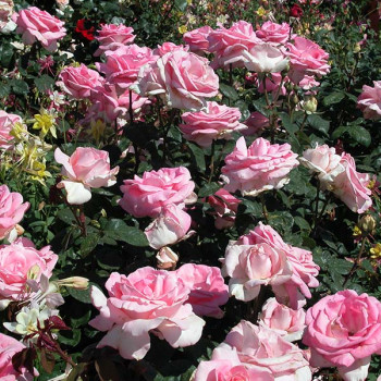 Rosier Grand Siècle® - Image 6
