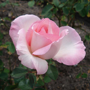 Rosier Grand Siècle® - Image 7