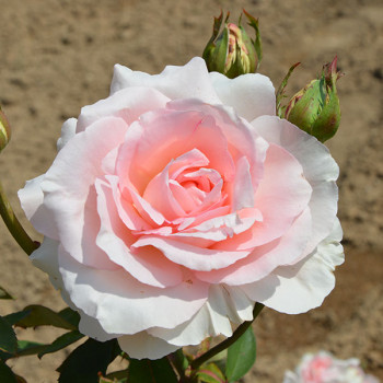 Rosier Grand Siècle® - Image 3