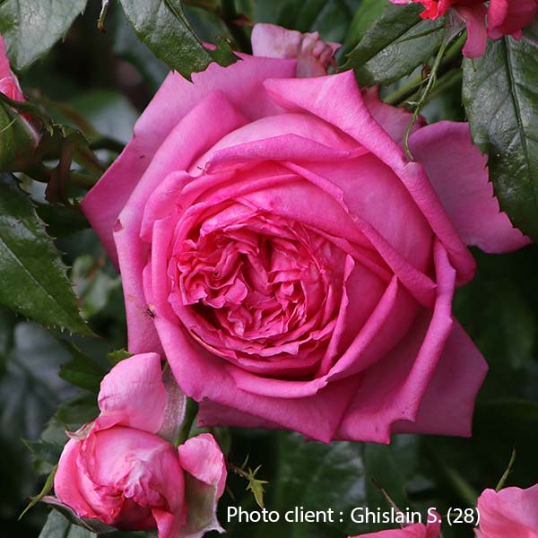 Rosier La Rose de Molinard®