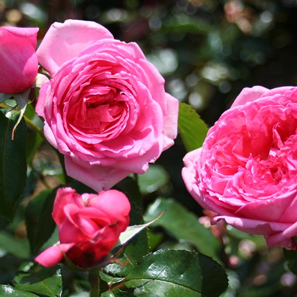 Rosier La Rose de Molinard®