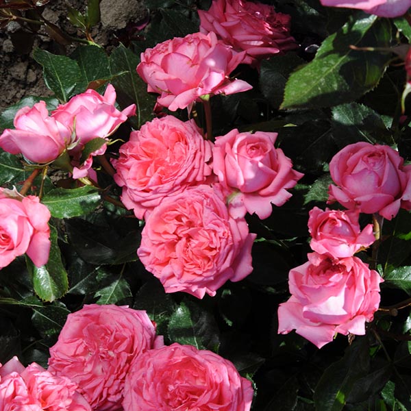 Rosier La Rose de Molinard®
