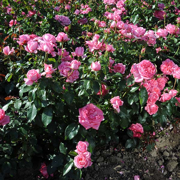 Rosier La Rose de Molinard®