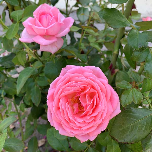 Rosier La Rose de Molinard®