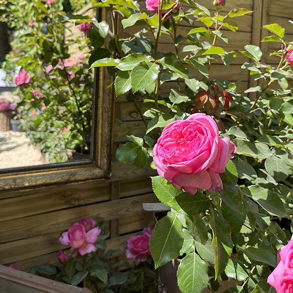 Rosier La Rose de Molinard®