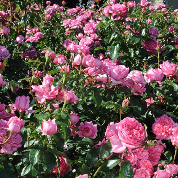 Rosier La Rose de Molinard®