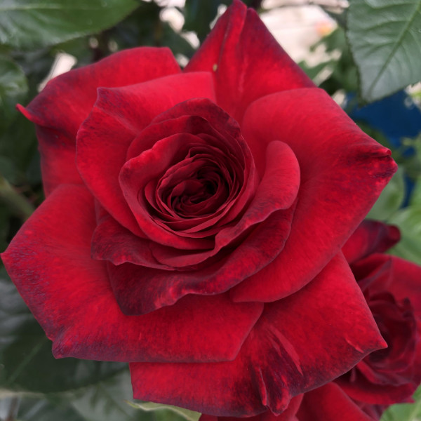 Rosier La Rose Monsieur®