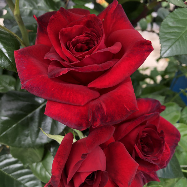 Rosier La Rose Monsieur®