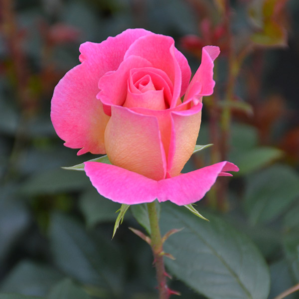 Rosier Pink Paradise®