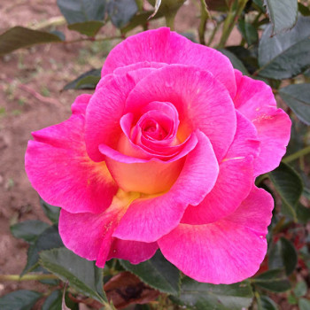 Rosier Pink Paradise®