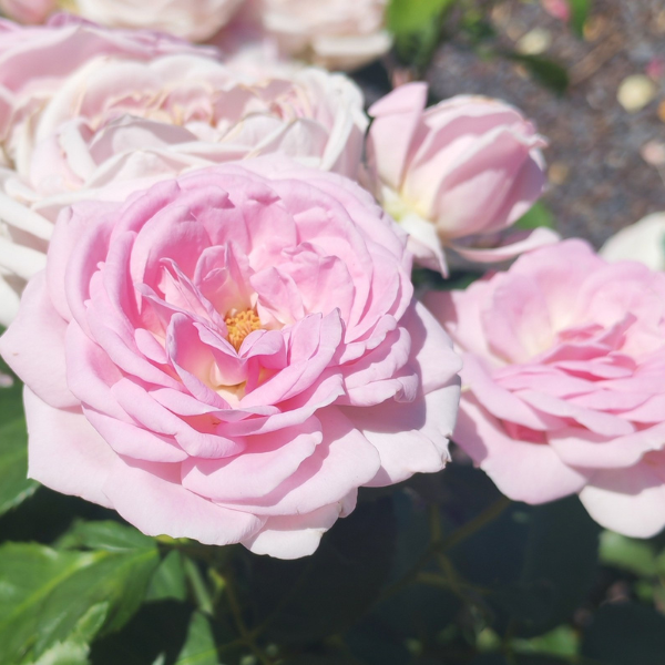 Visuel du produit Rosier Ginger Rose®