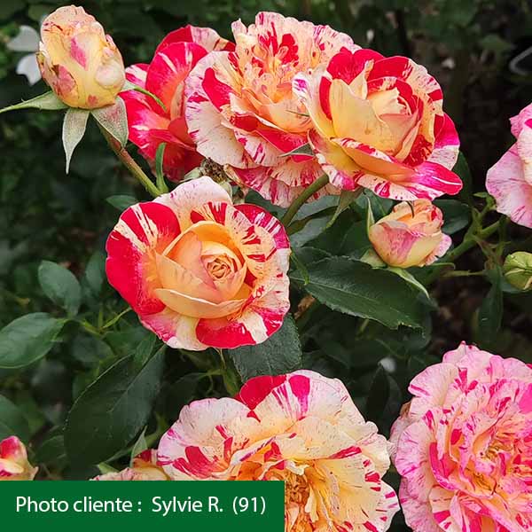 Rosier Camille Pissarro®