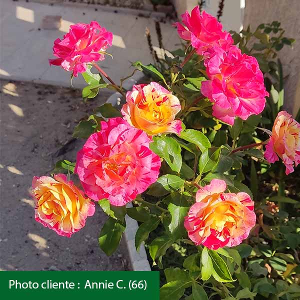 Rosier Camille Pissarro®