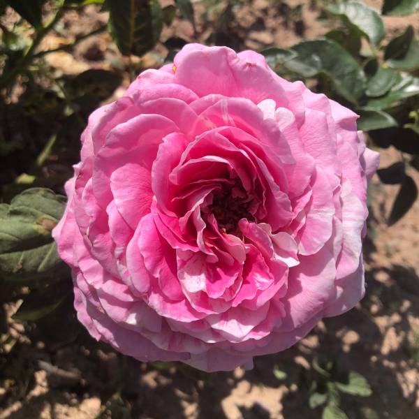 Rosier Claude Monet® - Image 3
