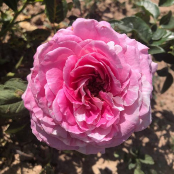 Miniature #3 slider - Rosier Claude Monet®