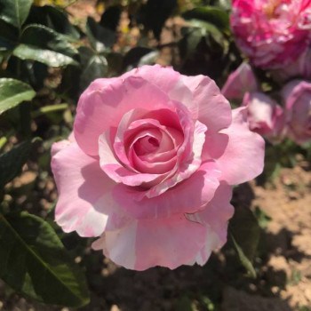 Miniature #1 slider - Rosier Claude Monet®