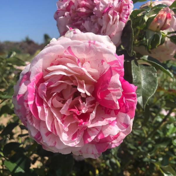 Rosier Claude Monet® - Image 2