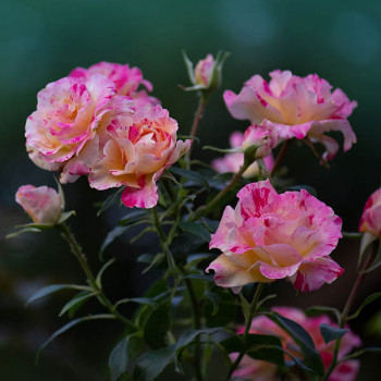 Rosier Claude Monet® - Image 6